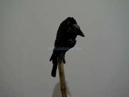 Exposición el tiempo de la Crisálida